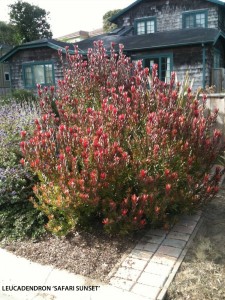 Leucadendron salignum x laureolum 'Safari Sunset'